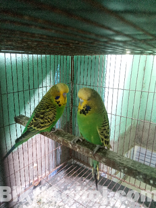 English Bird